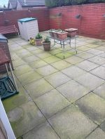 back garden patio plants green dirty