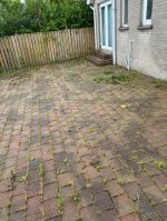 garden weeds and mossy over grown