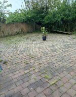 garden weeds moss over grown